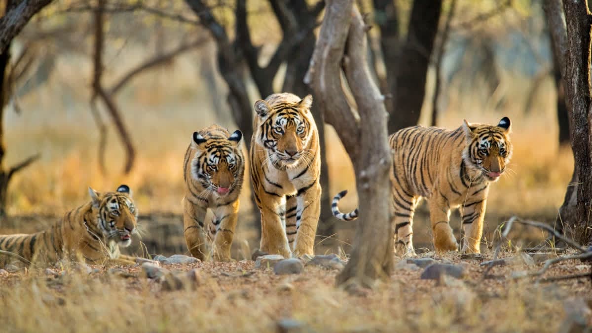North Madhya Pradesh Heritage & Wildlife Gallery 5