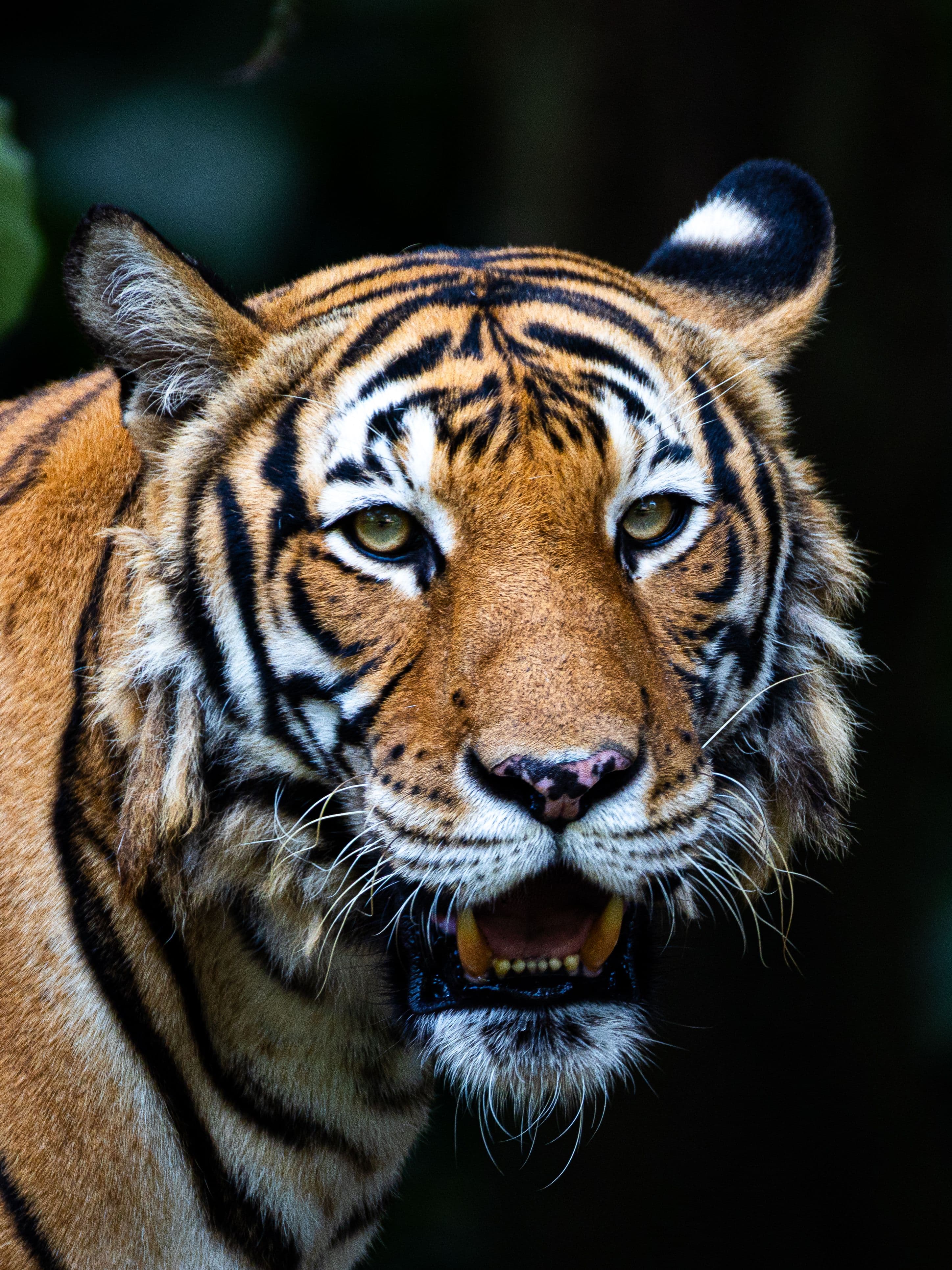 Kanha Pench Tadoba Gallery 2