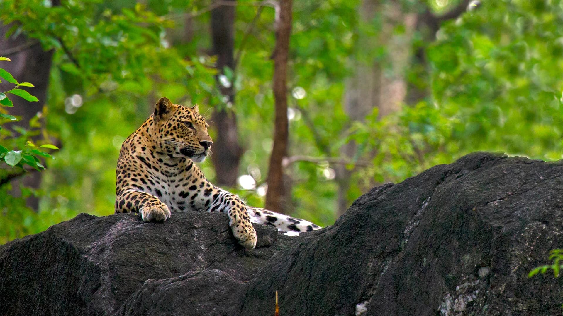 Kanha Pench Tadoba