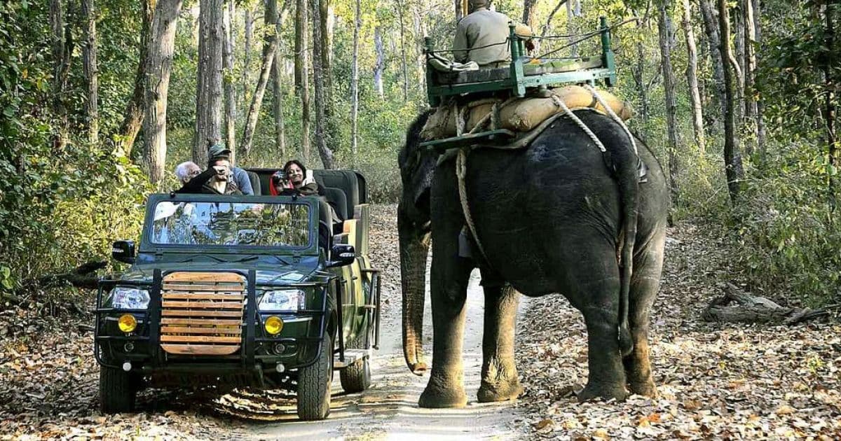 Kanha Pench Tadoba Gallery 4