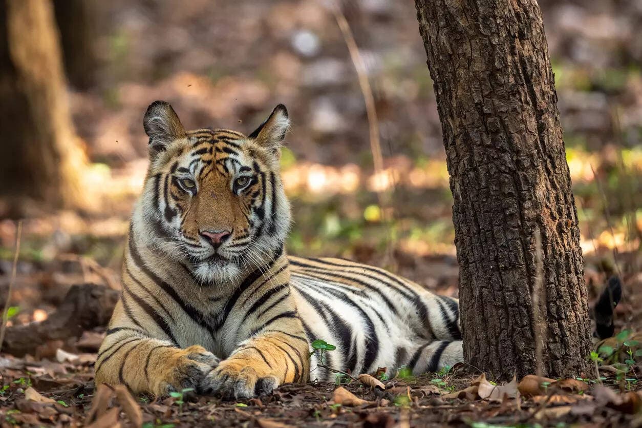 Kanha Pench Tadoba
