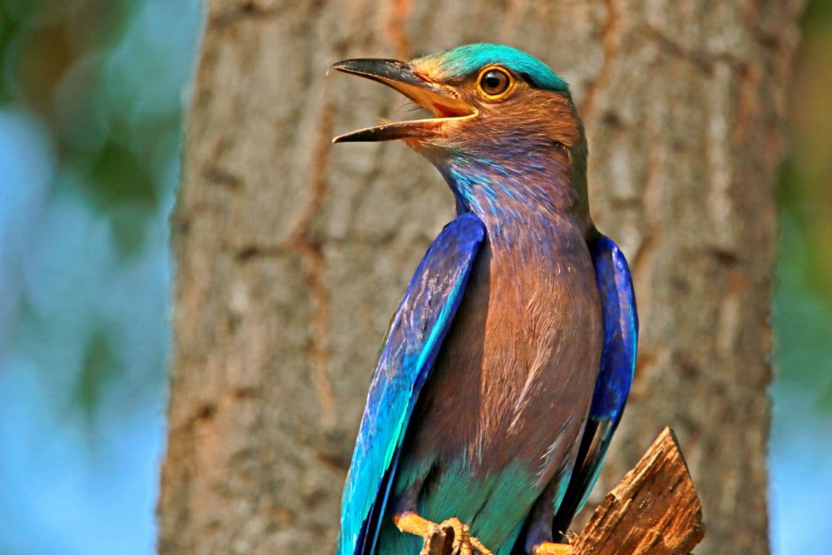 Kanha Pench Tadoba Gallery 5
